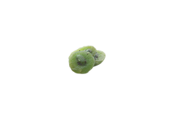 VeggiePet Kiwi